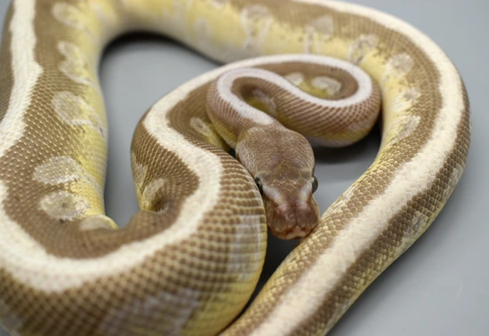 Pastel Enchi Lucifer Soulsucker Ball Python by Lunae.Exotics