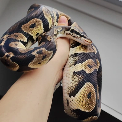Pastel Blackhead 100% DH Desert Ghost / Hypo Ball Python - male for sale from MedusaRoyals