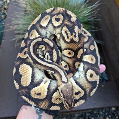 Pastel Vanilla Stranger 100% Het Clown