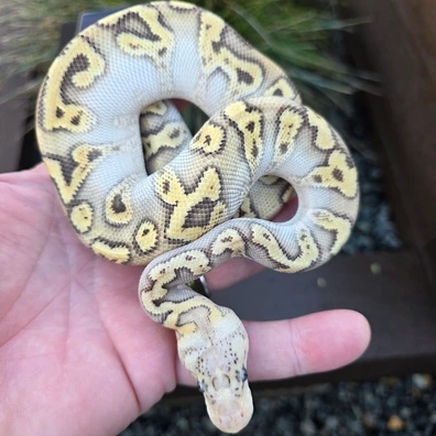Ghi Mojave Hypo Clown Poss Yellow Belly