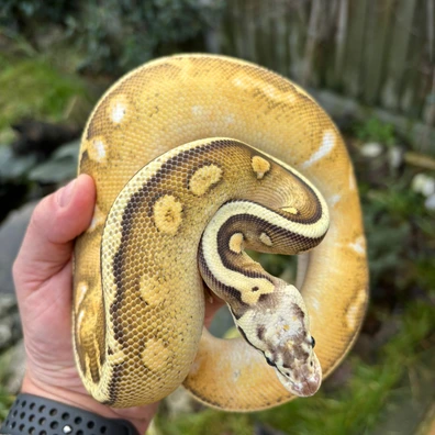 Tsk Clown Migraine Group 1.4