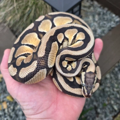 Double Het Puzzle Desert Ghost Group Ball Python - unknown for sale from Velocity exotics