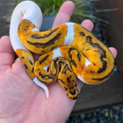 Orange Dream Clown Pied Possible Special Ball Python - male for sale from Velocity exotics