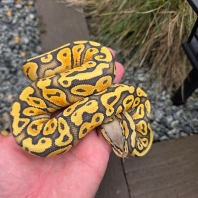 Super Nr Mandrin Hypo Clown Pair Ball Python - unknown for sale from Velocity exotics