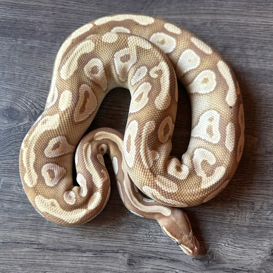 Banana Mojave Ball Python by Royal Coils Pythons