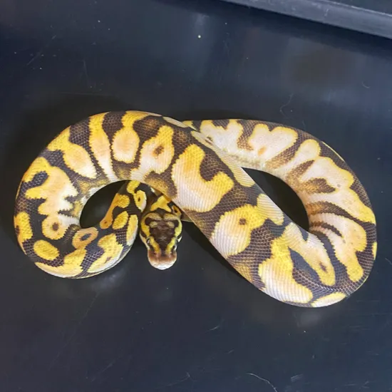 Enchi Calico Pastel Ball Python by M. Joy Morphs