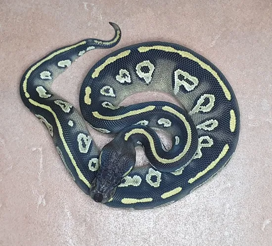Black Head Het Axanthic (Vpi) Mojave Ball Python by Macfie Ball Pythons