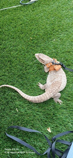 Axanthic Savannah Monitor by SR Xotics