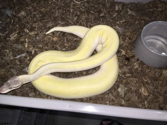 Super Mojave Ball Python by Chimera