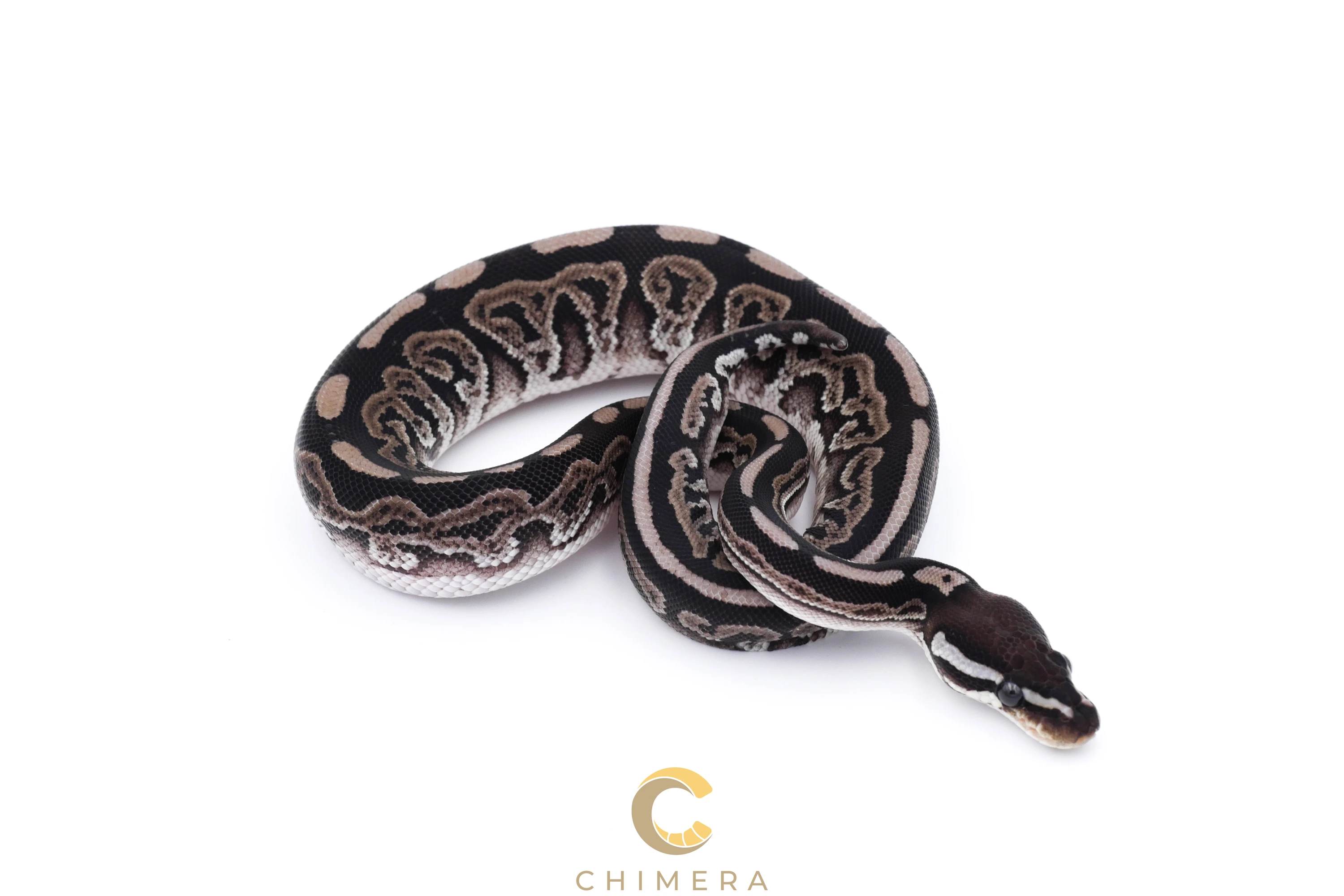 Axanthic Black Pastel 100% Het Pied Ball Pythons by Chimera