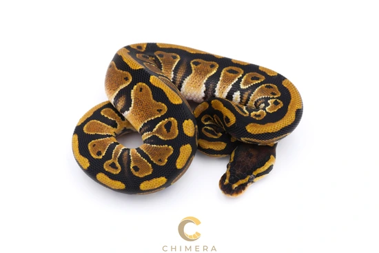 QH Sunset Hypo Clown Pied Ball Python by Chimera