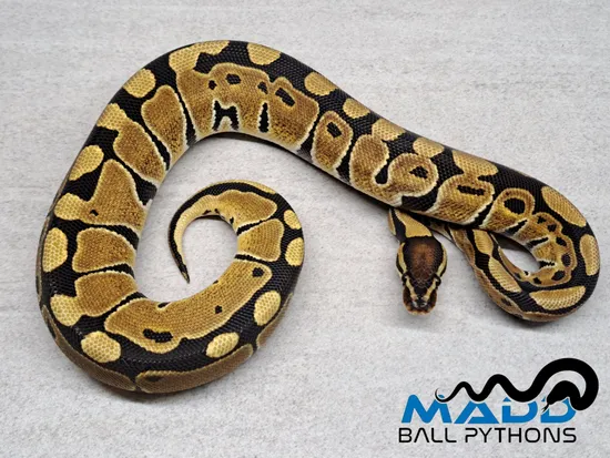100% Het Puzzle Ball Python by MADD Ball Pythons