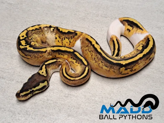 Firefly YB Ball Python by MADD Ball Pythons