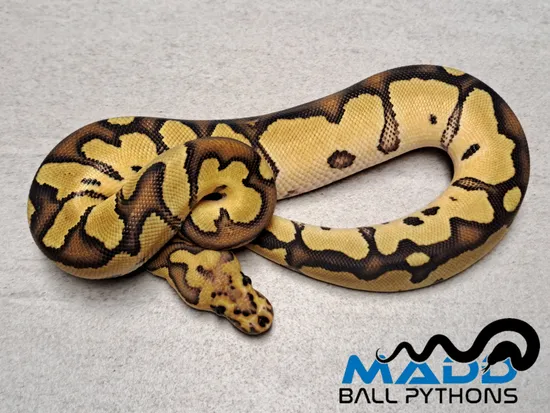 Fire OD Clown Ball Python by MADD Ball Pythons