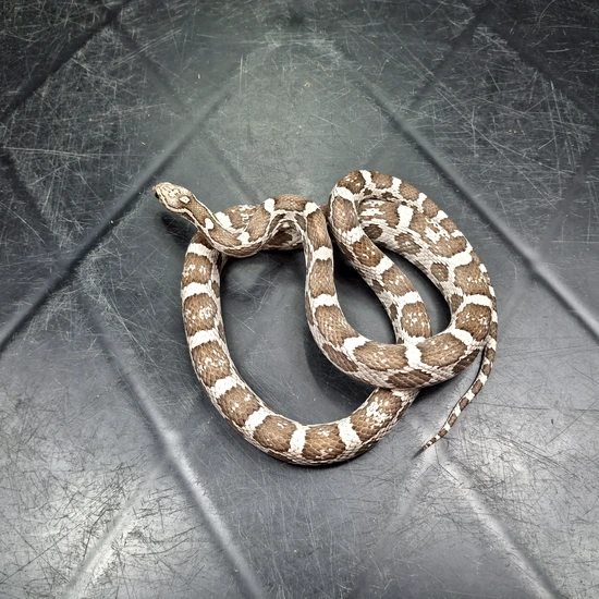 Anery Het Scaleless Het Albino Corn Snake by MADD Ball Pythons