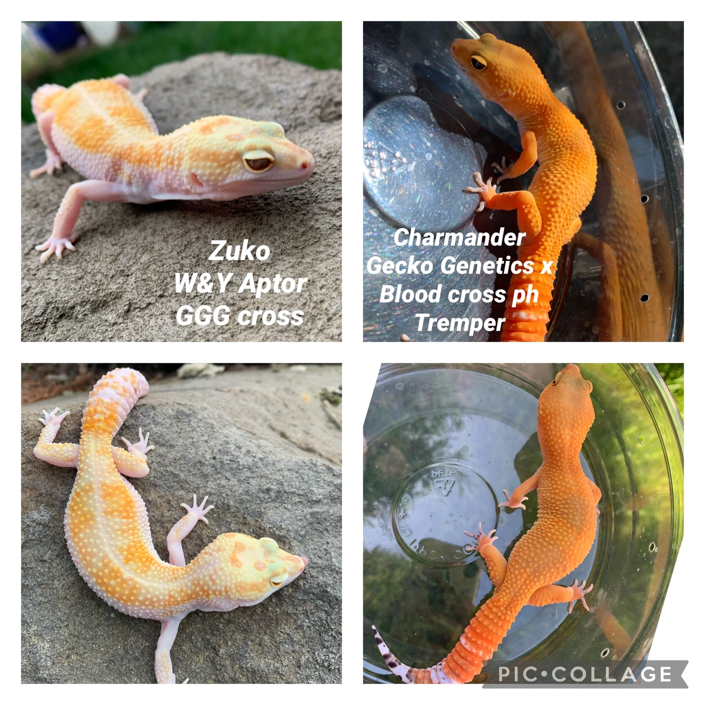 Citrus Leopard Geckos by Respecto_thy_Gecko - MorphMarket