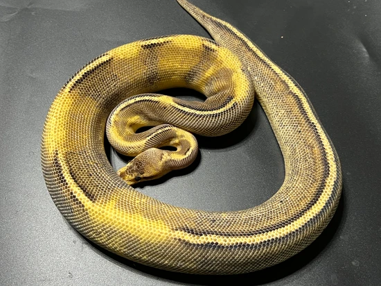 Freeway Lemon Blast Ball Python by Magnitude Morphs
