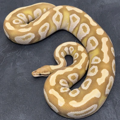 0.2 Adults Females Candy And DH Candy Clown