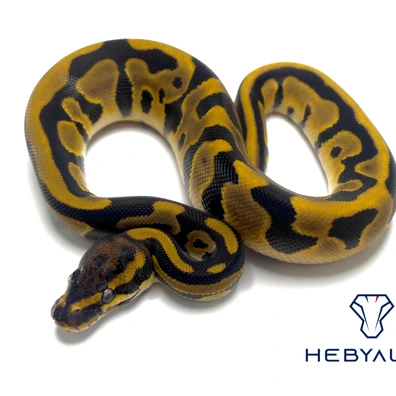 Group 3.3 Ball Python - unknown for sale from Hebyall's