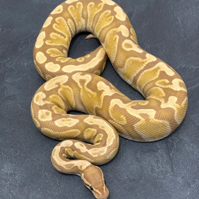 GHI Ultramel Ball Python - female for sale from Hebyall's