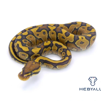 YB Hypo Het DG Ball Python - male for sale from Hebyall's