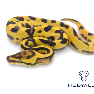 Package 3.3 DG Clown Pied Project Ball Python - unknown for sale from Hebyall's