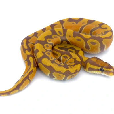Ultramel Het Clown Ball Python - female for sale from Hebyall's