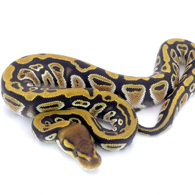 GHI Cypress Dbl Het Ultramel Clown Ball Python - female for sale from Hebyall's