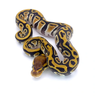 GHI Cypress Dbl Het Ultramel Clown Ball Python - female for sale from Hebyall's