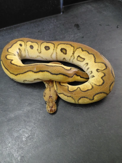 Super Orange Dream Red Stripe Yellowbelly Scrambler Clown Het Genetic ...