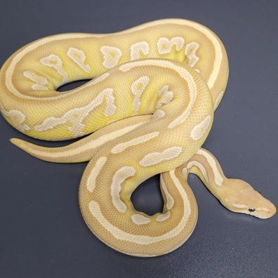 Black Head Mojave Ultramel Het. Pied Ball Python - female for sale from Majestic-Snakes