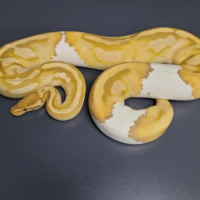 Ultramel Pied Ball Python - female for sale from Majestic-Snakes