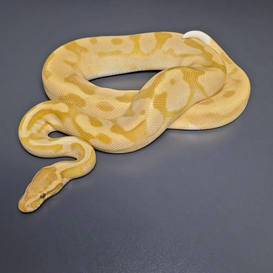 Enchi Ultramel Pied Ball Python - male for sale from Majestic-Snakes