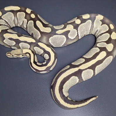 Desert Ghost DH Cryptic Pied Ball Python - female for sale from Majestic-Snakes