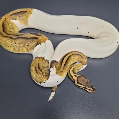 Pastel YB Pied DH Cryptic Desert Ghost Ball Python - female for sale from Majestic-Snakes