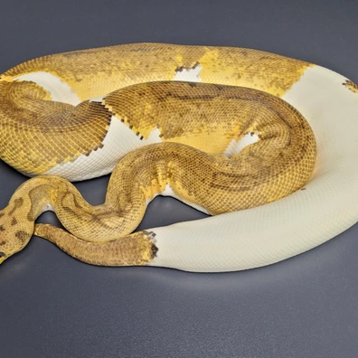 Pastel Clown Pied Ball Python - female for sale from Majestic-Snakes