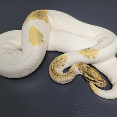 Super Gravel Pied Ball Python - female for sale from Majestic-Snakes