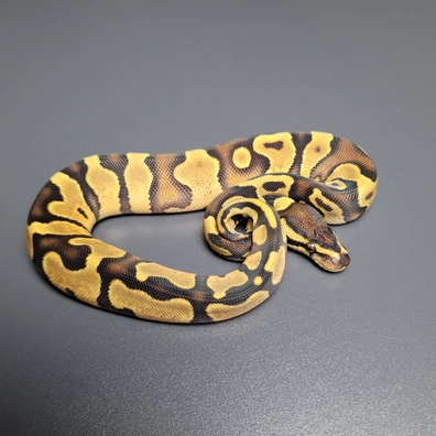 Enchi Gravel DH Ultramel Pied Ball Python - female for sale from Majestic-Snakes