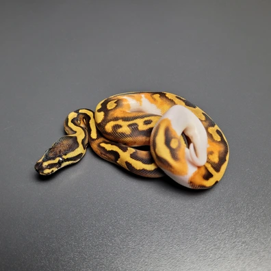 Enchi Gravel Pied Het. Ultramel Ball Python - male for sale from Majestic-Snakes