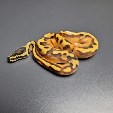 Enchi Gravel Pied Het. Ultramel Ball Python - male for sale from Majestic-Snakes