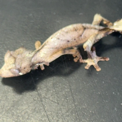 未開封品 OZWRT Agave Leaf Tailed Gecko 17cm Giant Leaf Tail Gecko For Sale - Imperial Reptiles