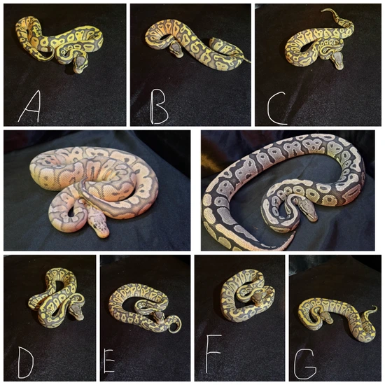 Python Variants Hypo Clown Breeding Project Ball Python by Malakii's Mutations