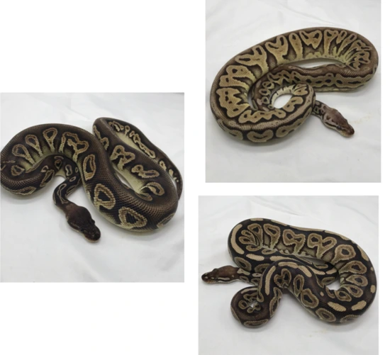 1.2 Black Head Red Axanthic Trio Ball Python by Celestial Serpents