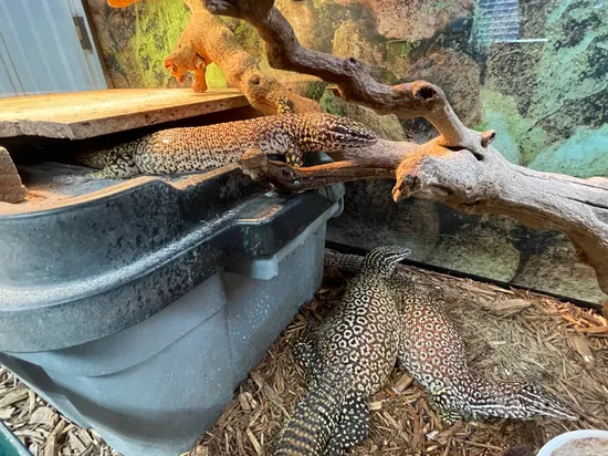 Red Ackie Breeding Behavior Reference: Red Ackie Monitor Breeding Group By Dan Reptiles
