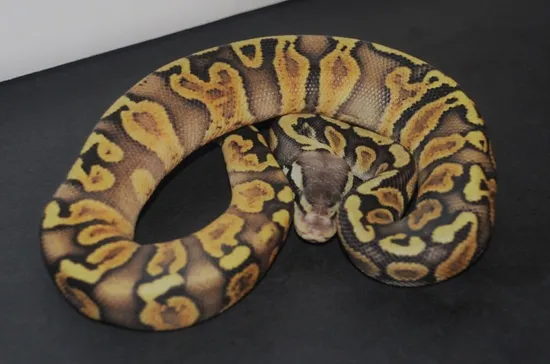2021 GHI Inferno Ball Python by Noypi Balls
