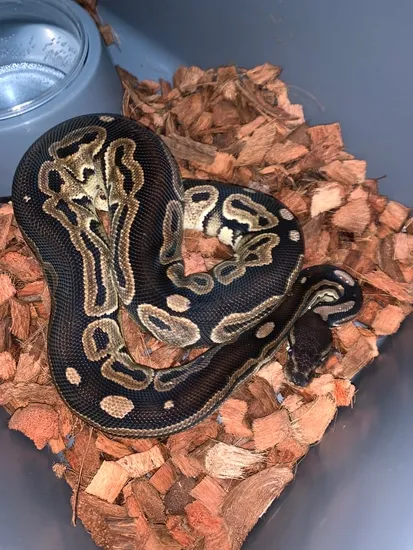 Female Cinnamon Ball Python by MR Morphs