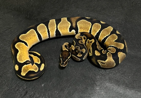 Orange Dream Het Zebra Ball Python by Marc Bailey Reptiles