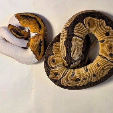 Clown Dh Dg Pied Ball Python - female for sale from Marcel Ebner