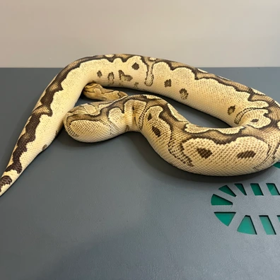 HI OD Fire Clown Ball Python - female for sale from Marciano Morphs