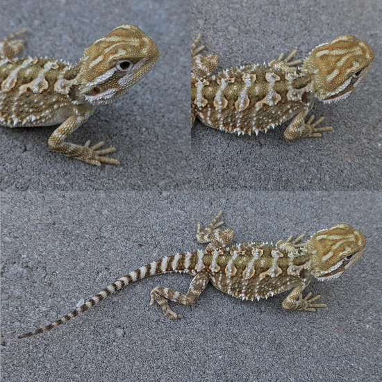 Chowder - Rankins Dragon Rankin's Dragon by K&C Geckos